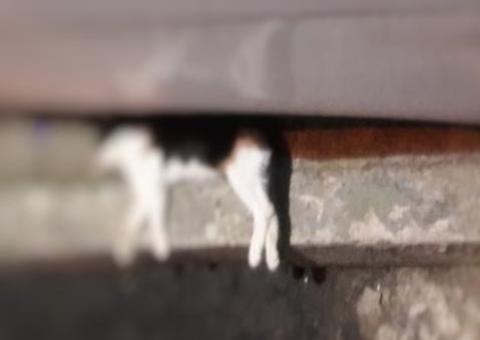 Endiabrado, homem espanca esposa e mata gato de estimação em Manaus