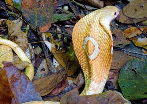 Estudante picado por cobra naja deve sair da UTI