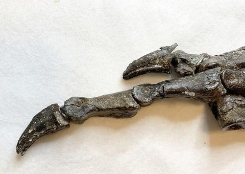 Novo dinossauro brasileiro achado no Ceará é batizado em homenagem ao Museu Nacional