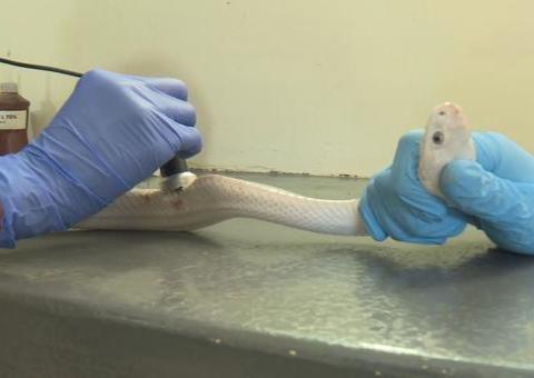 Cobras achadas após naja picar estudante estão magras e feridas