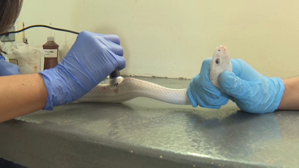 Cobras achadas após naja picar estudante estão magras e feridas