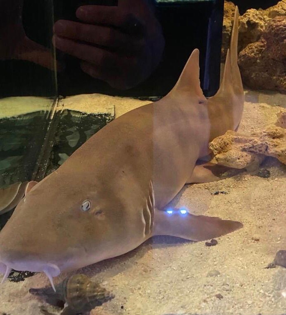 Tubarão é encontrado em criadouro ilegal dentro de residência 