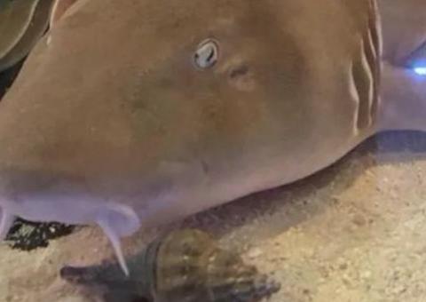 Tubarão é encontrado em criadouro ilegal dentro de residência 