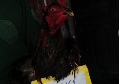 Após mortes misteriosas de galinhas, aves recebem 'plaquinha da vitória'