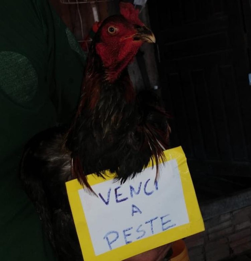 Após mortes misteriosas de galinhas, aves recebem 'plaquinha da vitória'