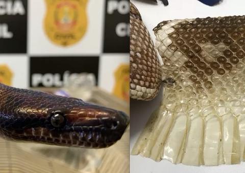 Polícia encontra mais uma cobra de jovem picado por Naja e se preocupa ao ver pele de surucucu
