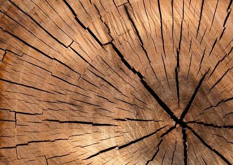 'Imagem de Jesus' aparece em tronco de árvore e intriga trabalhadores