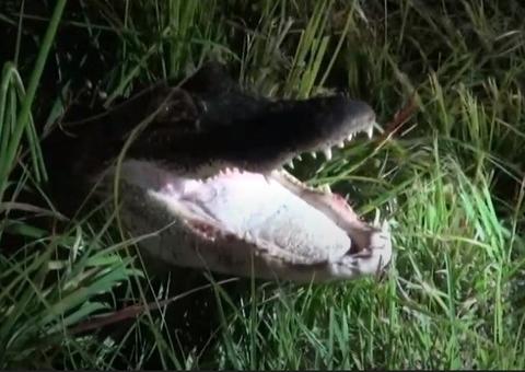 Jacaré é atropelado e tenta atacar policiais durante resgate