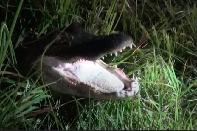 Jacaré é atropelado e tenta atacar policiais durante resgate