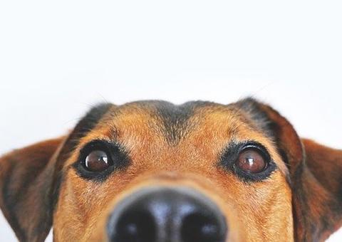 Frutas que fazem mal aos cães; confira