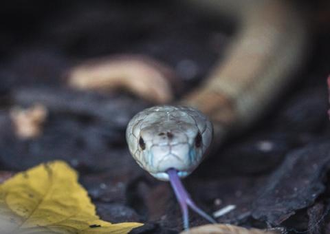 Naja que quase matou estudante ganha ensaio fotográfico