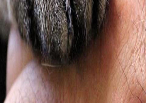 Gato com manchas nos olhos tem expressão 'curiosa' e comove web