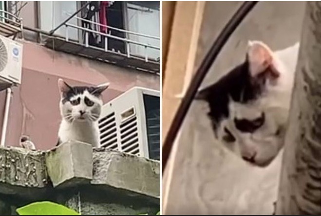 Gato com manchas nos olhos tem expressão 'curiosa' e comove web