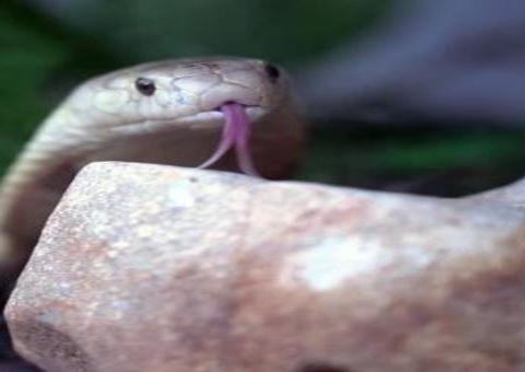 Universitário picado por cobra Naja deixa UTI