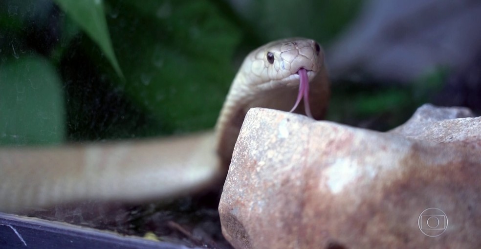 Universitário picado por cobra Naja deixa UTI