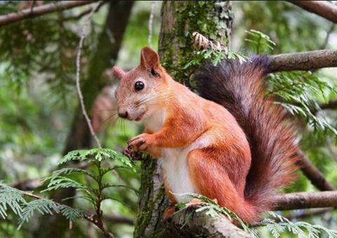 Esquilo contaminado com peste negra é encontrado nos Estados Unidos