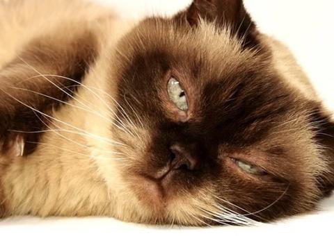 Gatos podem ter gripe? 