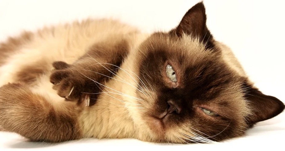 Gatos podem ter gripe? 