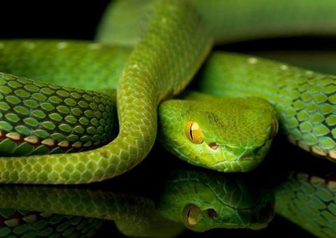 Serpente resgatada no DF corre risco de ser sacrificada