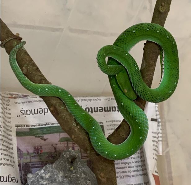 Serpente resgatada no DF corre risco de ser sacrificada