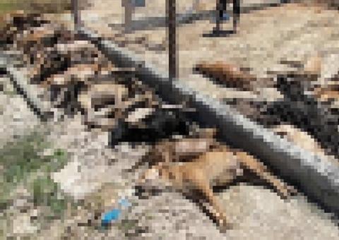 Casal é denunciado por matar mais de 60 cães sufocados