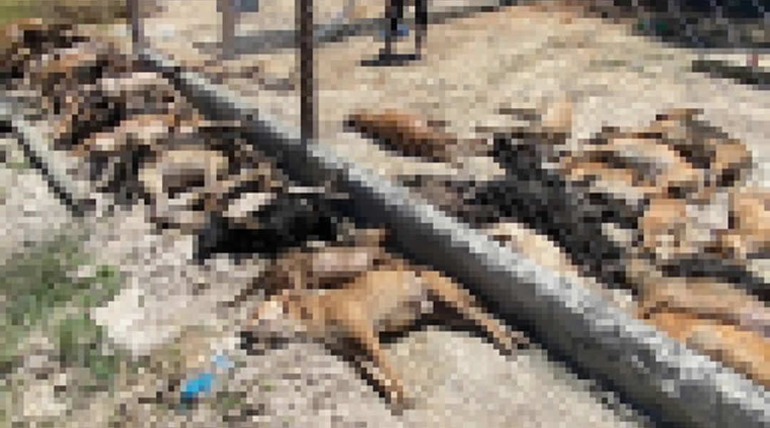 Casal é denunciado por matar mais de 60 cães sufocados