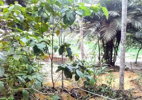 Cientistas utilizam plantas amazônicas em pesquisa para enfrentar covid-19
