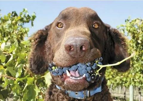 Frutas que nunca deve dar ao seu cão