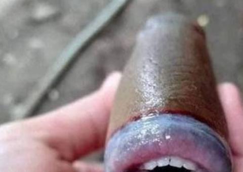 Peixe com ‘dentes humanos’ e ‘preenchimento labial’ intriga a web