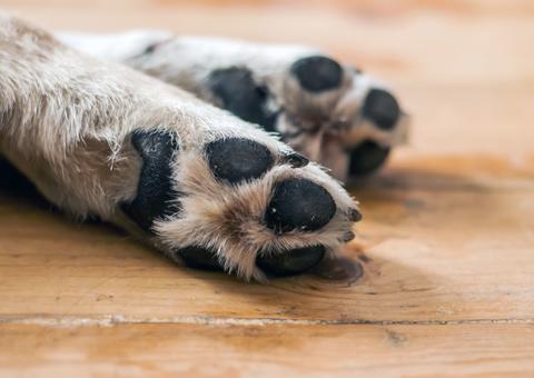 Cachorro tem focinho e patas amarrados e é espancado até a morte