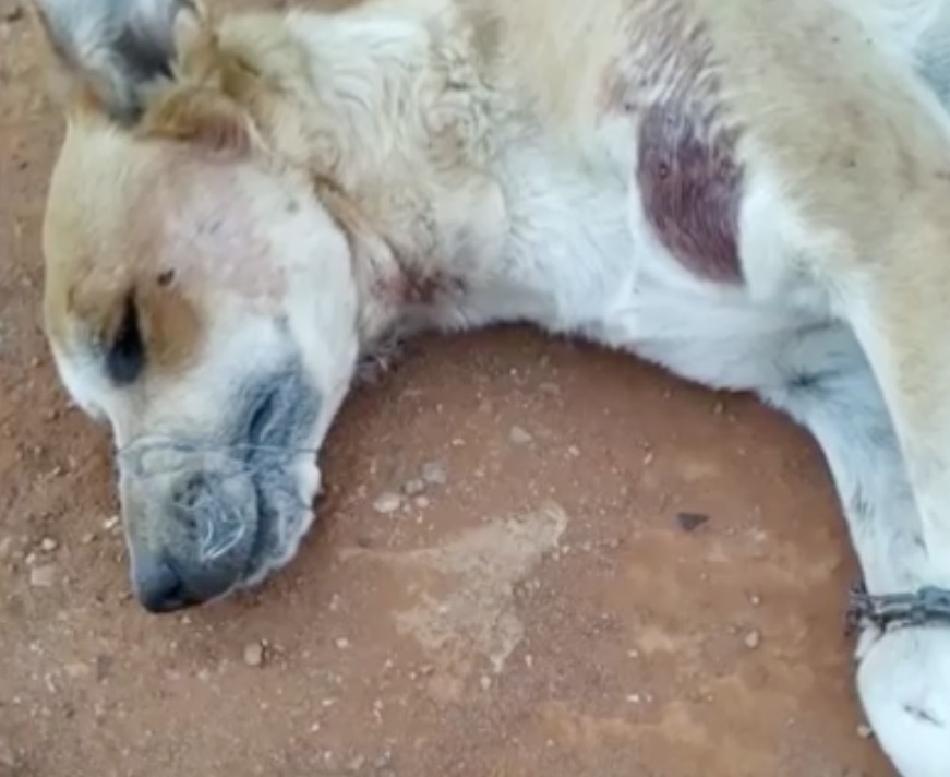 Homem que matou cachorro a facadas disse que animal era uma oferenda para Satanás 