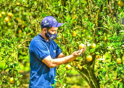 Laranja produzida em Rio Preto da Eva ganha certificação federal