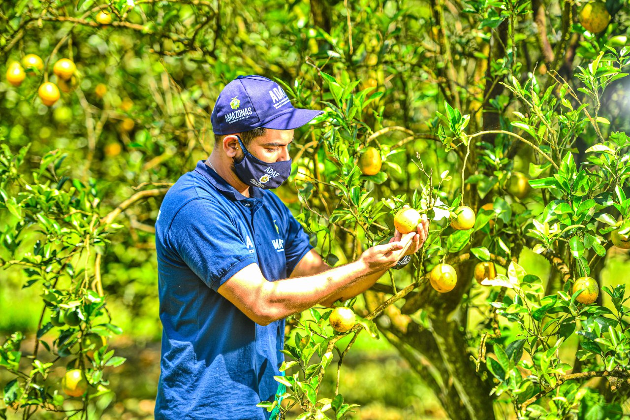 Laranja produzida em Rio Preto da Eva ganha certificação federal