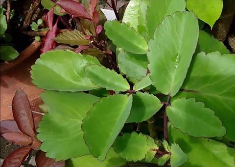 Minicursos On-Line dá dicas para preparar bebidas refrescantes com plantas