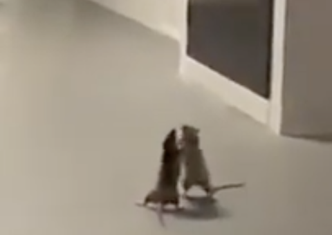 Vídeo inusitado mostra ratos ‘trocando socos' na frente de gato; confira