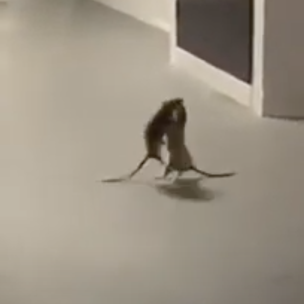 Vídeo inusitado mostra ratos ‘trocando socos' na frente de gato; confira