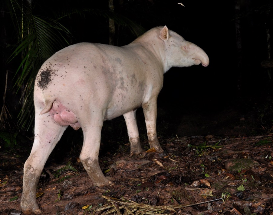 Pesquisa brasileira com antas albinas ganha repercussão internacional