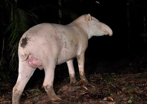 Pesquisa brasileira com antas albinas ganha repercussão internacional