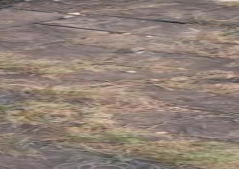 Pinscher é ‘suspeito’ de ter engravidado cadela pitbull; caso intrigou web