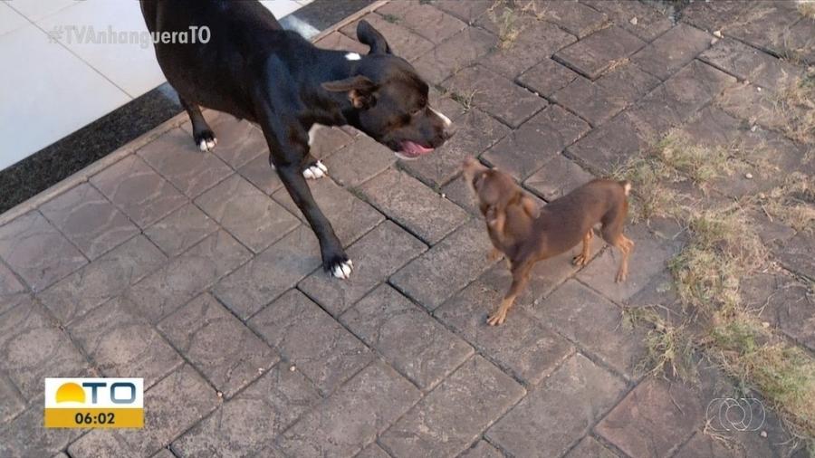 Pinscher é ‘suspeito’ de ter engravidado cadela pitbull; caso intrigou web