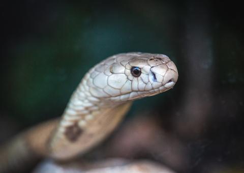 Servidor do Ibama é afastado por suspeita de participação no caso do estudante picado por Naja