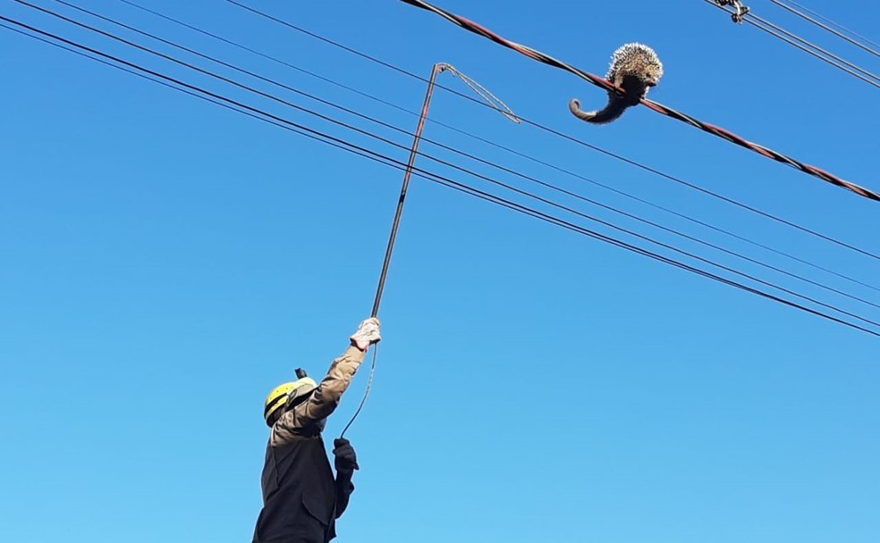 Porco-espinho é resgatado após ficar preso em fio de rede elétrica