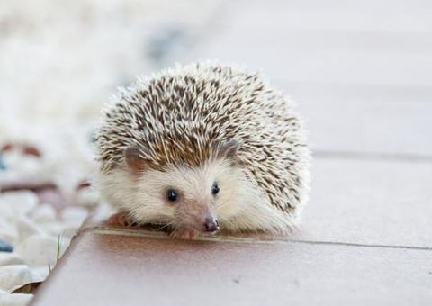 Porco-espinho é resgatado após ficar preso em fio de rede elétrica