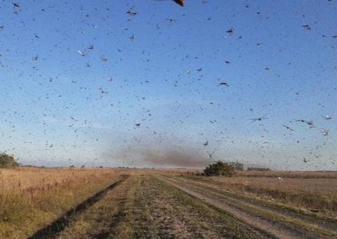 Nuvem de gafanhotos deve chegar ao Brasil na próxima quarta-feira