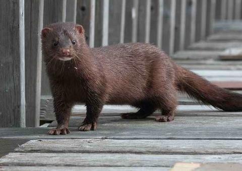 Quase 100 mil animais serão sacrificados por causa do coronavírus na Espanha