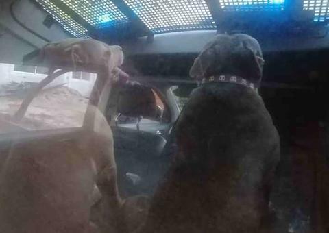 Mulher fica ferida após ser atacada por dois pitbulls