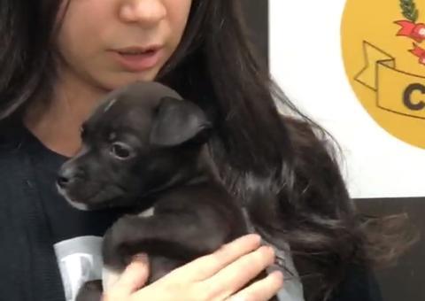 Jovem é detido após dar lança-perfume para cachorro