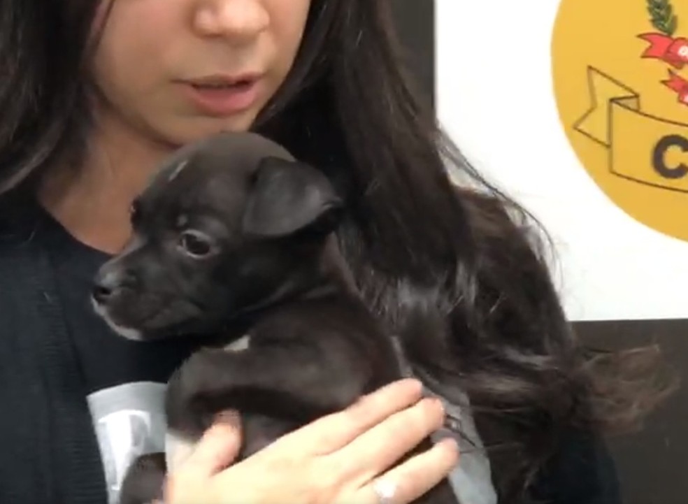 Jovem é detido após dar lança-perfume para cachorro