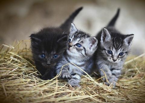 Gatos conseguem prever morte; veja outros 'superpoderes'