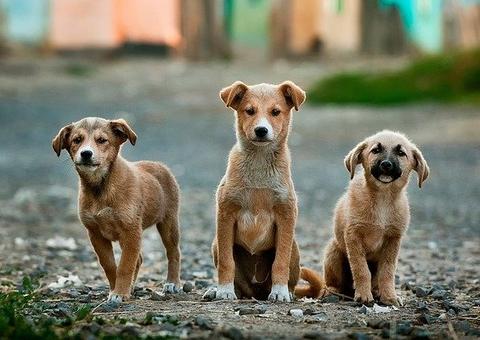 Especialistas afirmam que cães conseguem ver a aura das pessoas